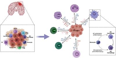 Deciphering immune microenvironment and cell evasion mechanisms in human gliomas